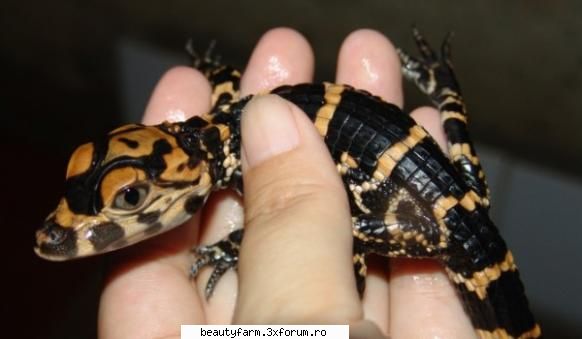 Aligatorul chinezesc - Cincisprezece pui de aligator chinezesc proaspat - ALTE ANIMALE