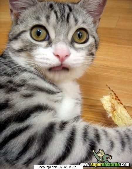 Bah da tu ce te uiti ? - te mai uiti mult? - ELECTRIK CATS