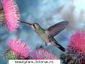 Bird's - martyn - ALTE ANIMALE