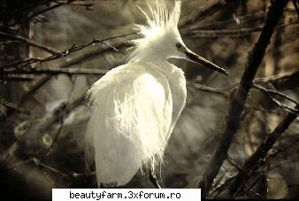 Bird's - martyn - ALTE ANIMALE