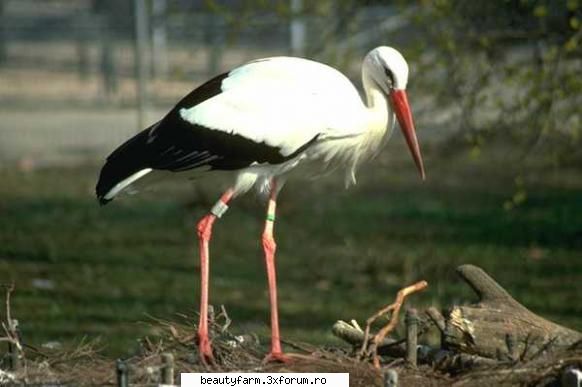 Bird's - martyn - ALTE ANIMALE