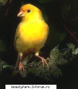 Bird's - martyn - ALTE ANIMALE