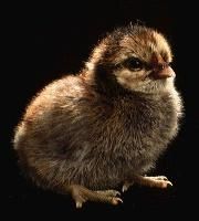 Bird's - martyn - ALTE ANIMALE