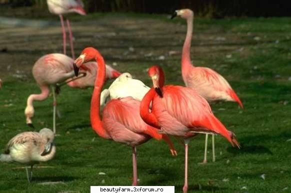 Bird's - martyn - ALTE ANIMALE