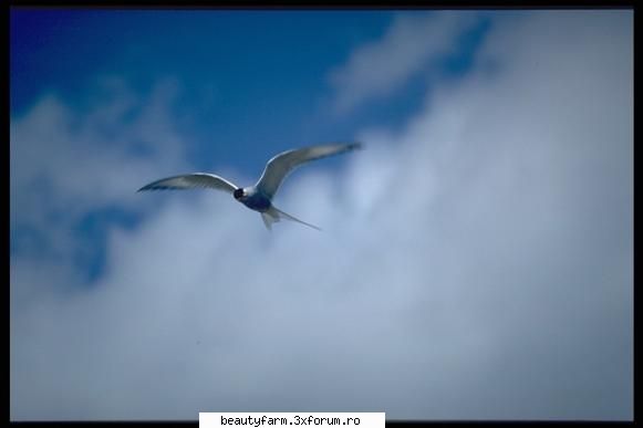Bird's - martyn - ALTE ANIMALE