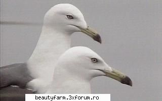 Bird's - martyn - ALTE ANIMALE