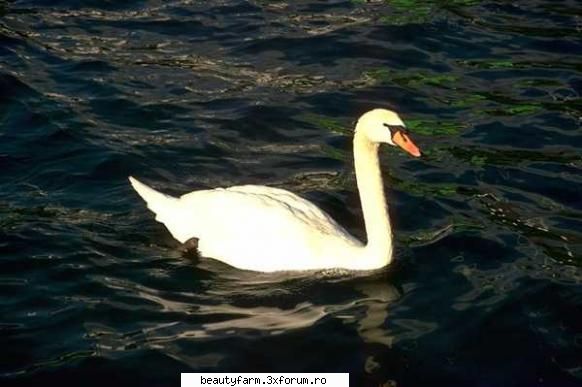 Bird's - martyn - ALTE ANIMALE