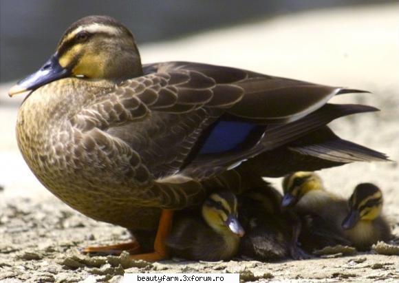 Bird's - martyn - ALTE ANIMALE
