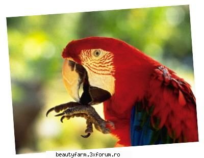Bird's - martyn - ALTE ANIMALE