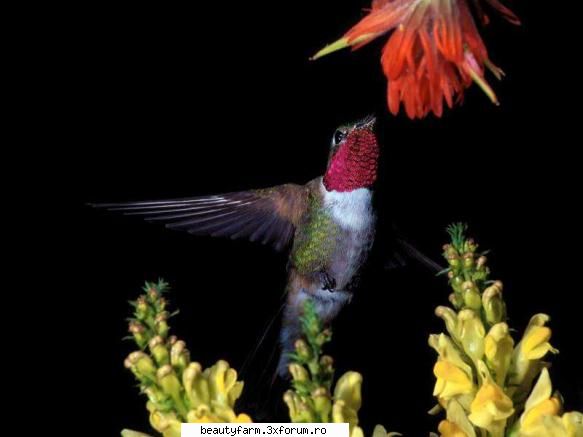 Bird's - martyn - ALTE ANIMALE