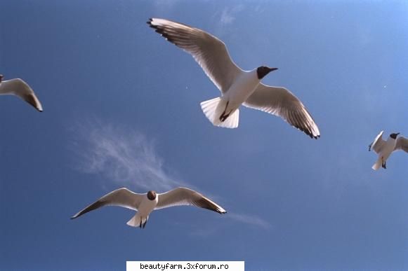 Bird's - martyn - ALTE ANIMALE