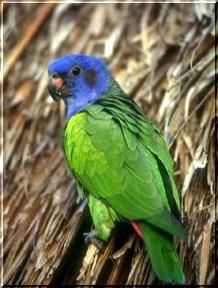 Bird's - martyn - ALTE ANIMALE