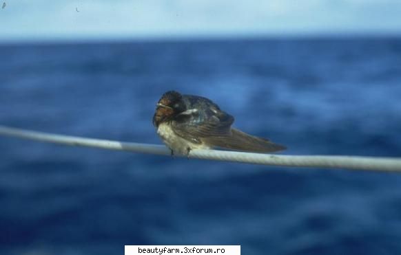 Bird's - martyn - ALTE ANIMALE