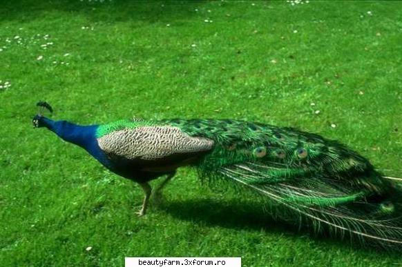 Bird's - martyn - ALTE ANIMALE