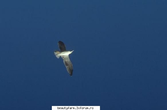 Bird's - martyn - ALTE ANIMALE