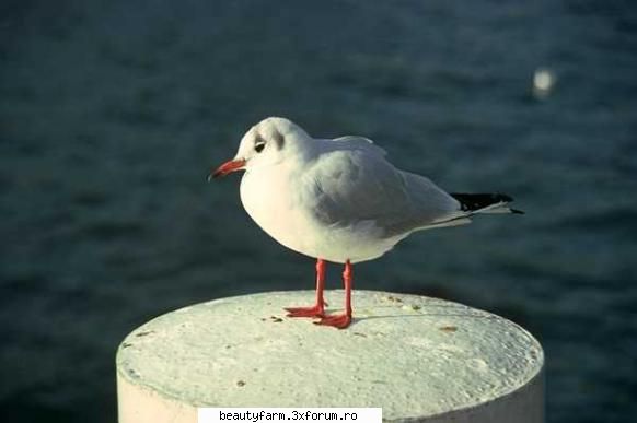 Bird's - martyn - ALTE ANIMALE