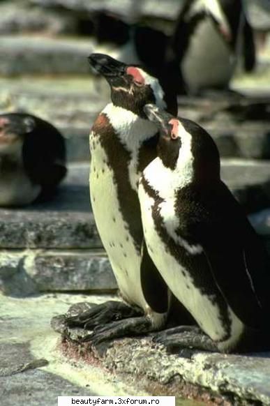 Bird's - martyn - ALTE ANIMALE