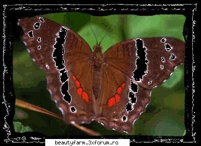 Butterfly's - martyn - ALTE ANIMALE