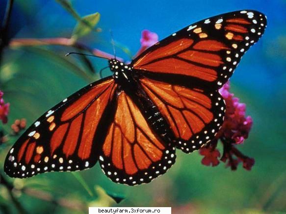 Butterfly's - martyn - ALTE ANIMALE