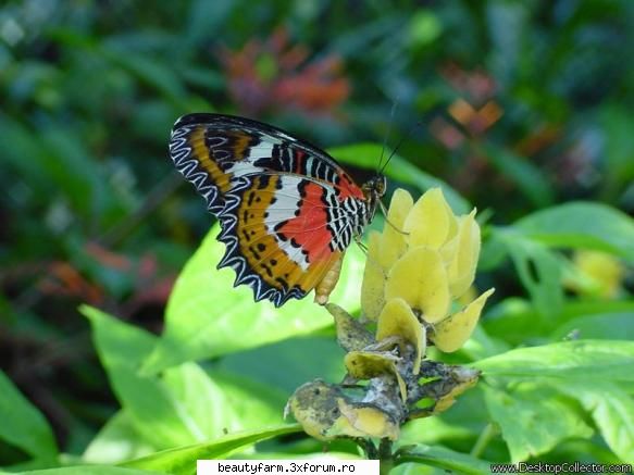Butterfly's - martyn - ALTE ANIMALE