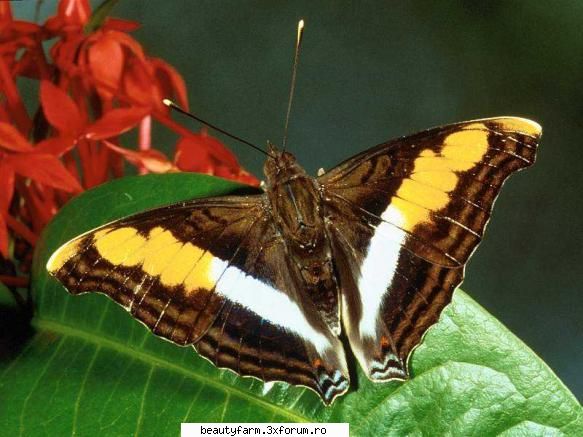 Butterfly's - martyn - ALTE ANIMALE
