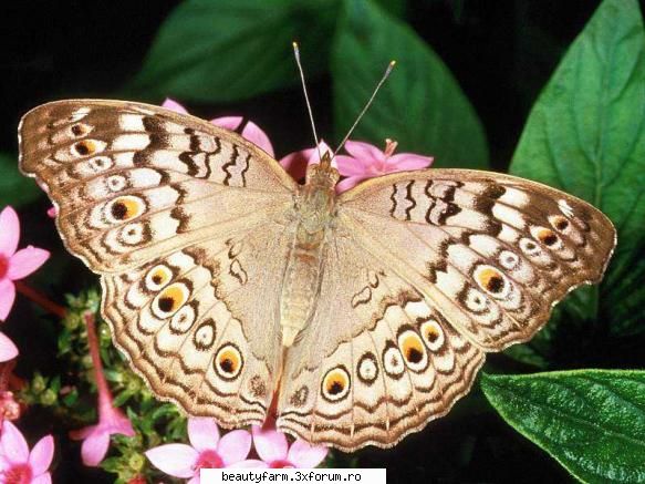 Butterfly's - martyn - ALTE ANIMALE