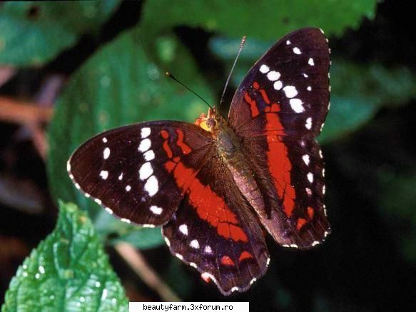 Butterfly's - martyn - ALTE ANIMALE