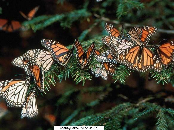 Butterfly's - martyn - ALTE ANIMALE