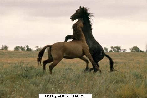 CAI WILD MUSTANGS - NAT GEO WILD - ADMIN-ELECTRIK_CAT - ALTE ANIMALE