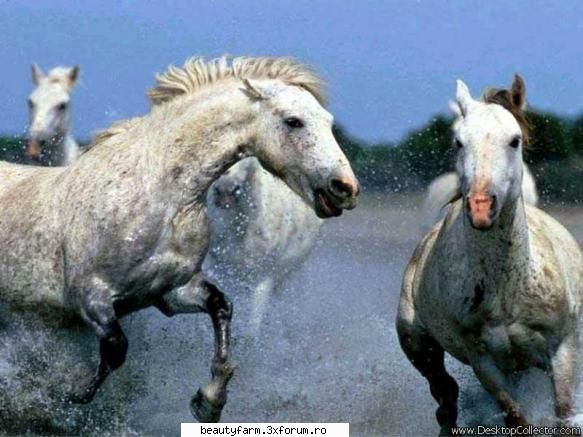 CAI WILD MUSTANGS - NAT GEO WILD - martyn - ALTE ANIMALE