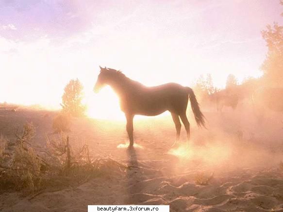 CAI WILD MUSTANGS - NAT GEO WILD - martyn - ALTE ANIMALE