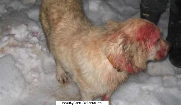 Catelusa care s-a luptat cu o puma - Teoretic, orice caine din rasa Labrador are 0% - ALTE ANIMALE