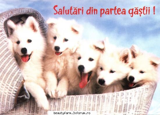 Catzelusi dragalasi - nici_de_cum - ALTE ANIMALE