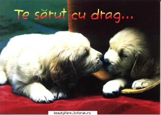 Catzelusi dragalasi - pupaciosi daca u vrei - ALTE ANIMALE