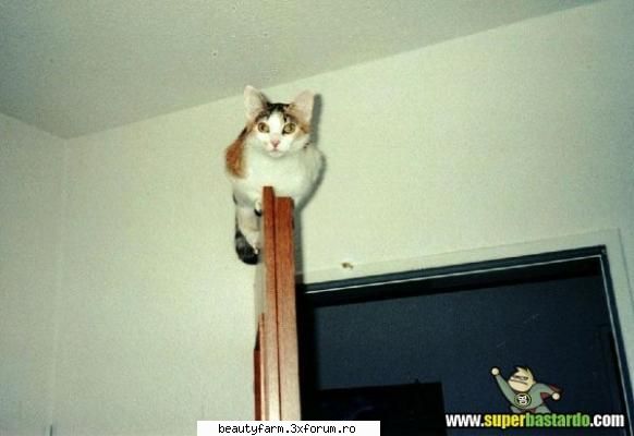 Ce m-ai speriat - ADMIN-ELECTRIK_CAT - ELECTRIK CATS