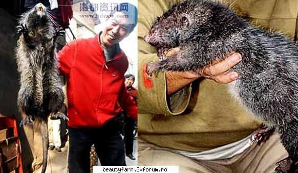 cei mai mari sobolani din lume traiesc in china

un sobolan gigantic cu o lungime totala de peste 60