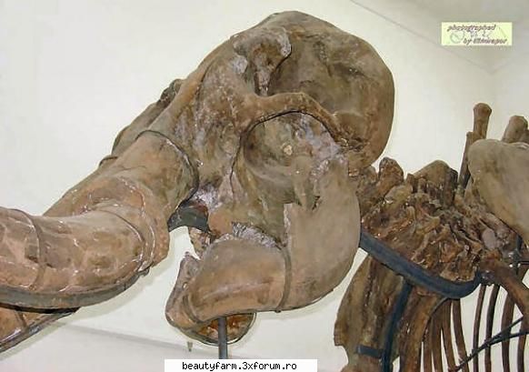 Cel mai mare elefant care a existat vreodata - The Largest Elephant that Ever Existed The - ALTE ANIMALE