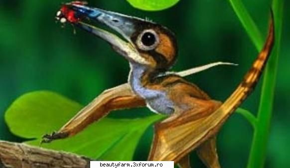 Cel mai mic pterozaur din lume, descoperit in China - Cel mai mic pterozaur din lume - ALTE ANIMALE