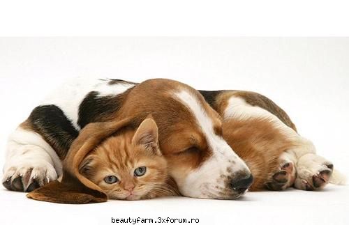 Cele mai frumoase pisici din lume - BASSET CU PISIC II TINE CALD LA PISICUT - ELECTRIK CATS