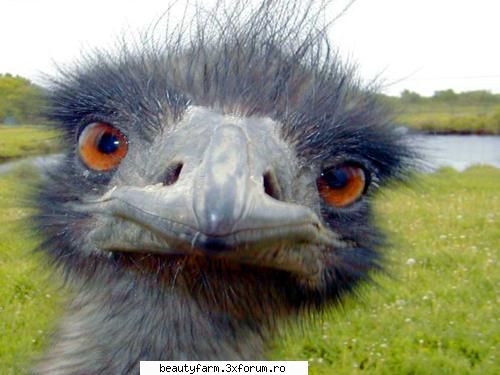 Cele mai neobisnuite 5 razboaie din istorie - 1.Marele Razboi Emu (Australia VS pasarile Emu) - WORLD CAFFE