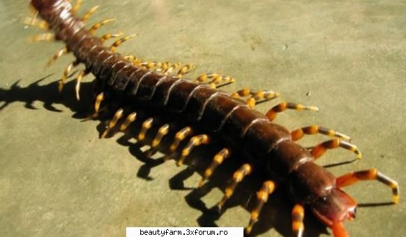 Centipedele, cele mai violente insecte din lume - Centipedele, cele mai violente insecte din - ALTE ANIMALE