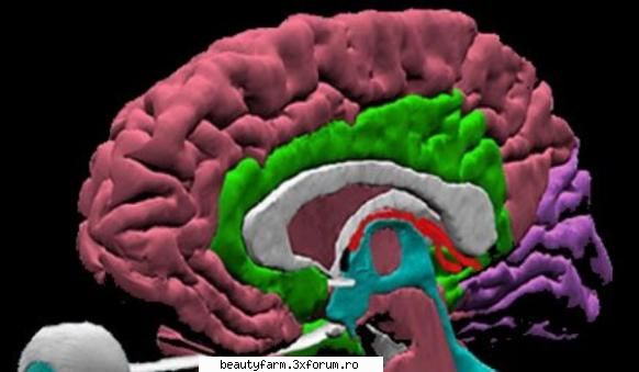 Cercetatorii rusi au descoperit � sediul � constiintei umane - Intr-un experiment care ar putea - COOL STUFF