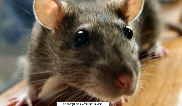 un grup de neurologi a localizat pentru prima oara neuronii de cauzata de frica la mamifere, o forma