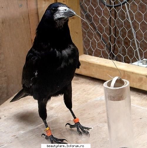Corbii impresioneaza din nou - Corbii impresioneaza din nou Din ce in ce mai - ALTE ANIMALE