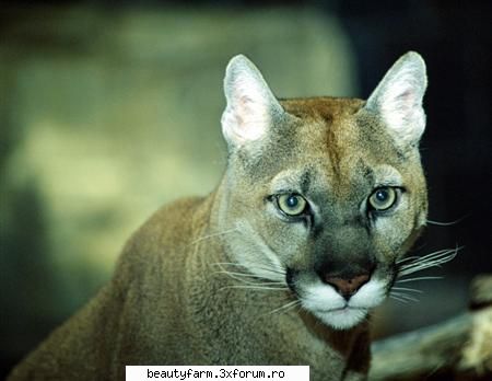 Cougar - ADMIN-ELECTRIK_CAT - ALTE ANIMALE