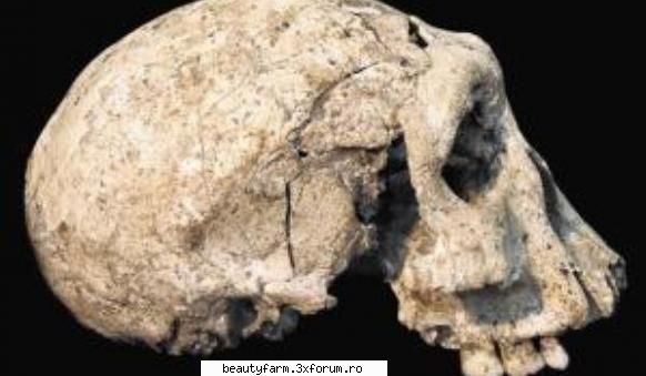 Craniul care rescrie istoria omenirii - Teoria conventionala asupra evolutiei umane si a - COOL STUFF