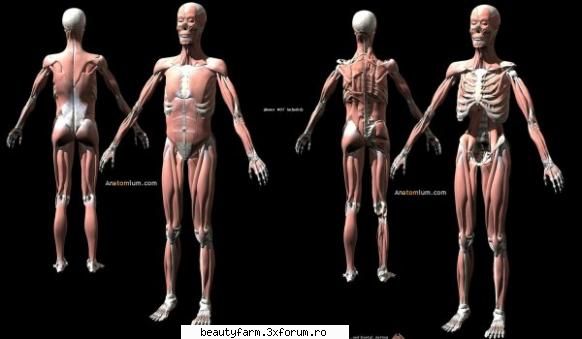 Cum ne imbatraneste musculatura - Un traseu biochimic crucial legat de imbatranirea - SANATATE