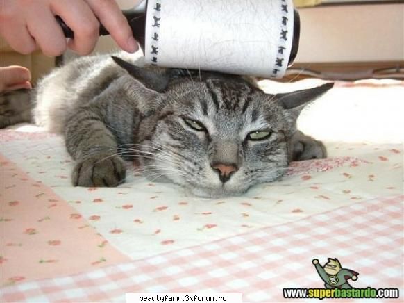 Curata bine- Now I'm Pissed - ADMIN-ELECTRIK_CAT - ELECTRIK CATS