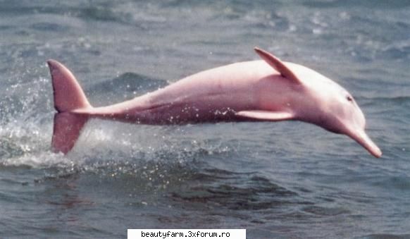 DELFINUL ROZ - Este acesta unicul delfin roz de pe Pamant? - ALTE ANIMALE