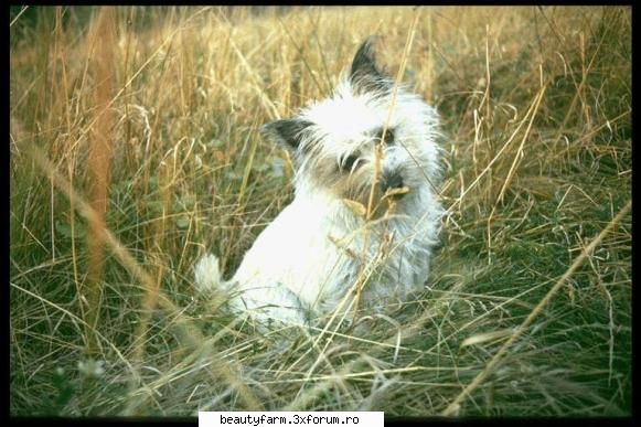 Dog's(catei cam electrici si ei) - martyn - ALTE ANIMALE